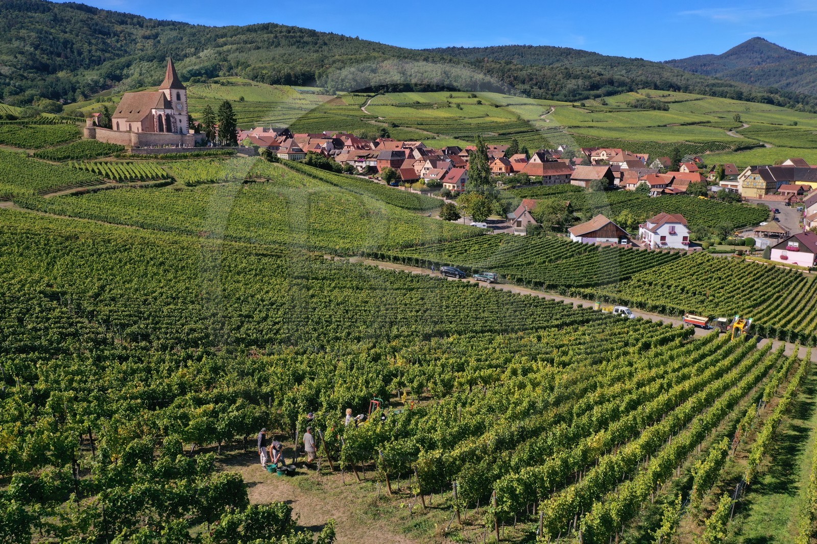 France, Haut-Rhin (68), Route des vins d'Alsace, Hunawihr, labellis