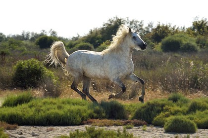 France, Bouches du Rhone, Parc naturel regional de Camargue (Regional Natural Park of Camargue), around Malagroy pond, manade Jacques Mailhan, Camargue horse