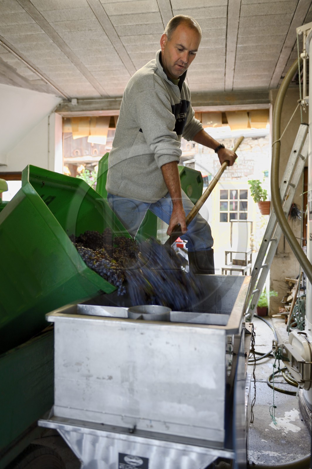France, Bas-Rhin (67), Route des Vins d'Alsace, Mittelbergheim, labellisé Les Plus Beaux Villages de France, le viticulteur Edy Hirtz en égrappage du Pinot Noir