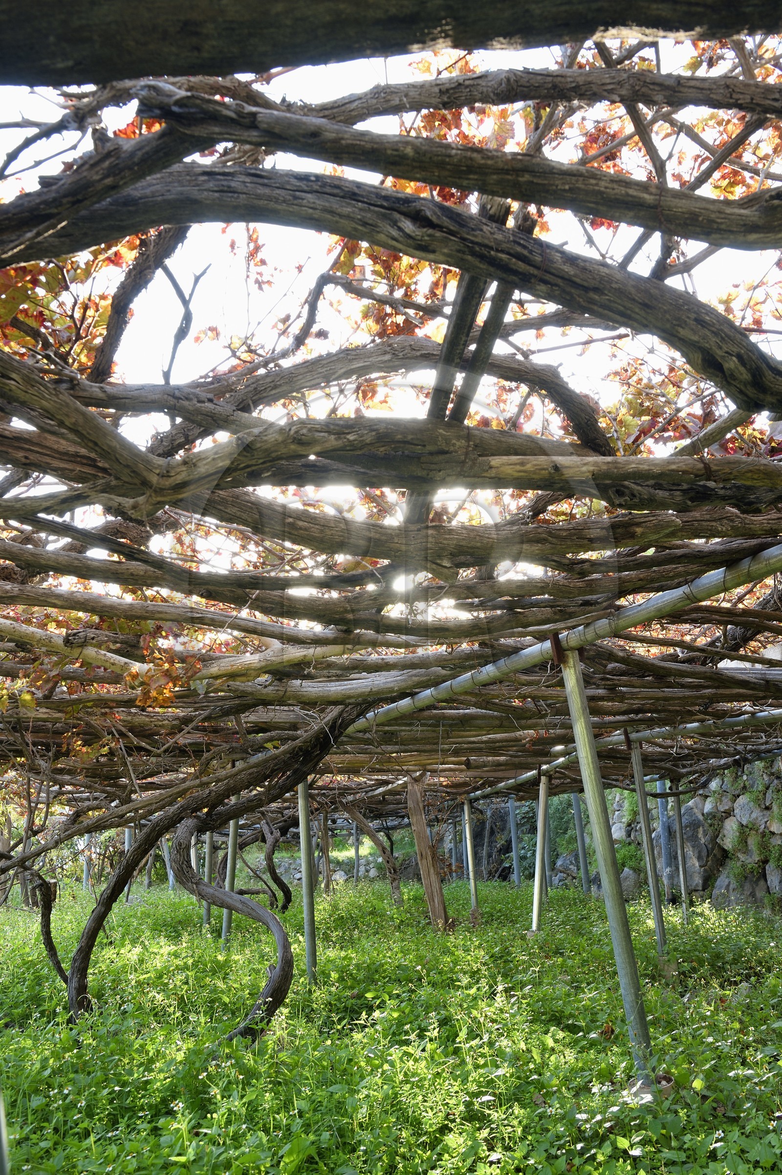 Sultanat d'Oman, Gouvernorat d'Al-Batina du Sud, Hajar occidental, Wadi Mistall, culture en terrasses au dessus du  village de Wakan (Wukan), vigne