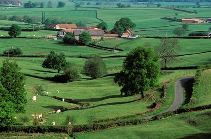 France, Saône-et-Loire (71), charolais, région de Monceau-les-Mines, vaches Charolaise
