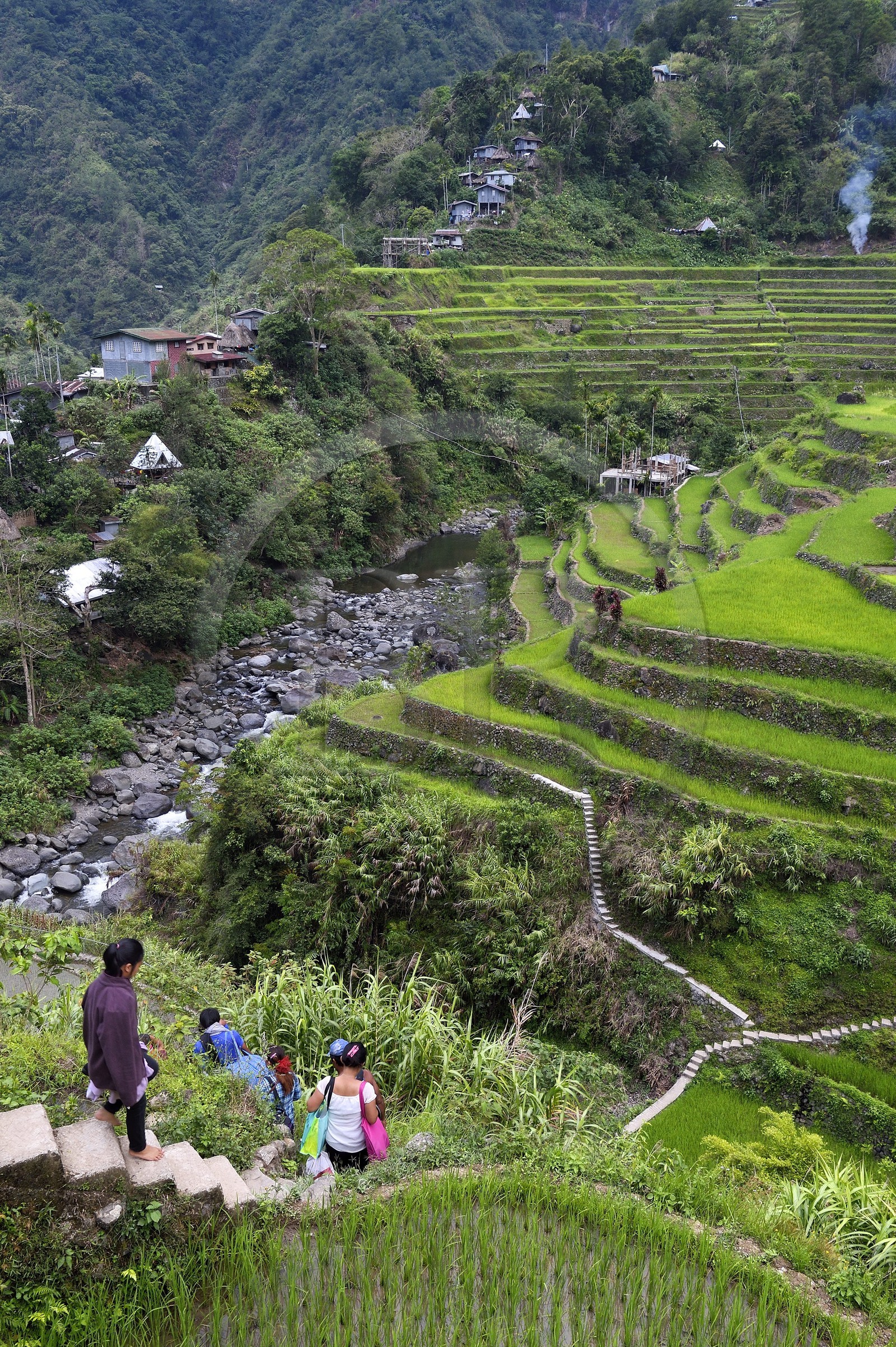 Philippines, province d'Ifugao, les rizières en terrasses de Banaue, classées Patrimoine Mondial de l'UNESCO, une famille rejoint le village de Cambulo