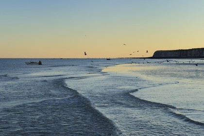 France, Seine-Maritime, Veules-les-Roses, seagulls on the beach and the cliffs at dawn