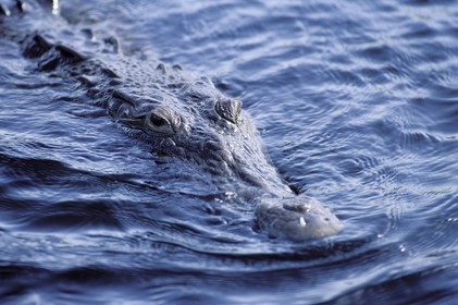 Jamaica, crocodile on the Black River