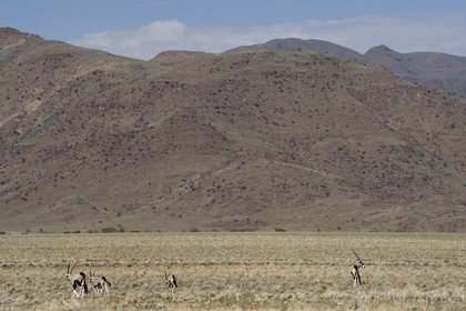 Namibie, région de Hardap, désert du Namib à l'Est du parc national Namib Naukluft dans la chaine de montagnes de Zaris, oryx gazelle ou gemsbok (Oryx gazella)