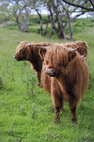 Royaume-Uni, Ecosse, Highland, Hébrides intérieures, Ile de Mull, vaches de race Highland