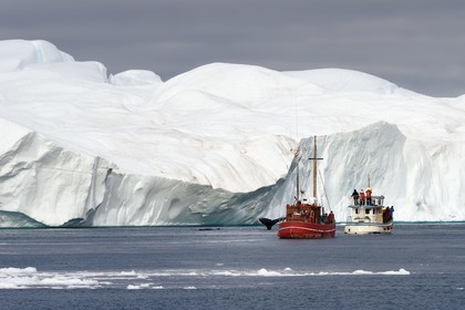 Groenland, cote ouest, baie de Disko, Ilulissat, fjord glacé classé Patrimoine Mondial de l'UNESCO qui est l’embouchure maritime du glacier Sermeq Kujalleq, ancien bateau de pêche reconverti pour la découverte des icebergs et l'observation des baleines à bosse ou rorquals à bosse (Megaptera novaeangliae)