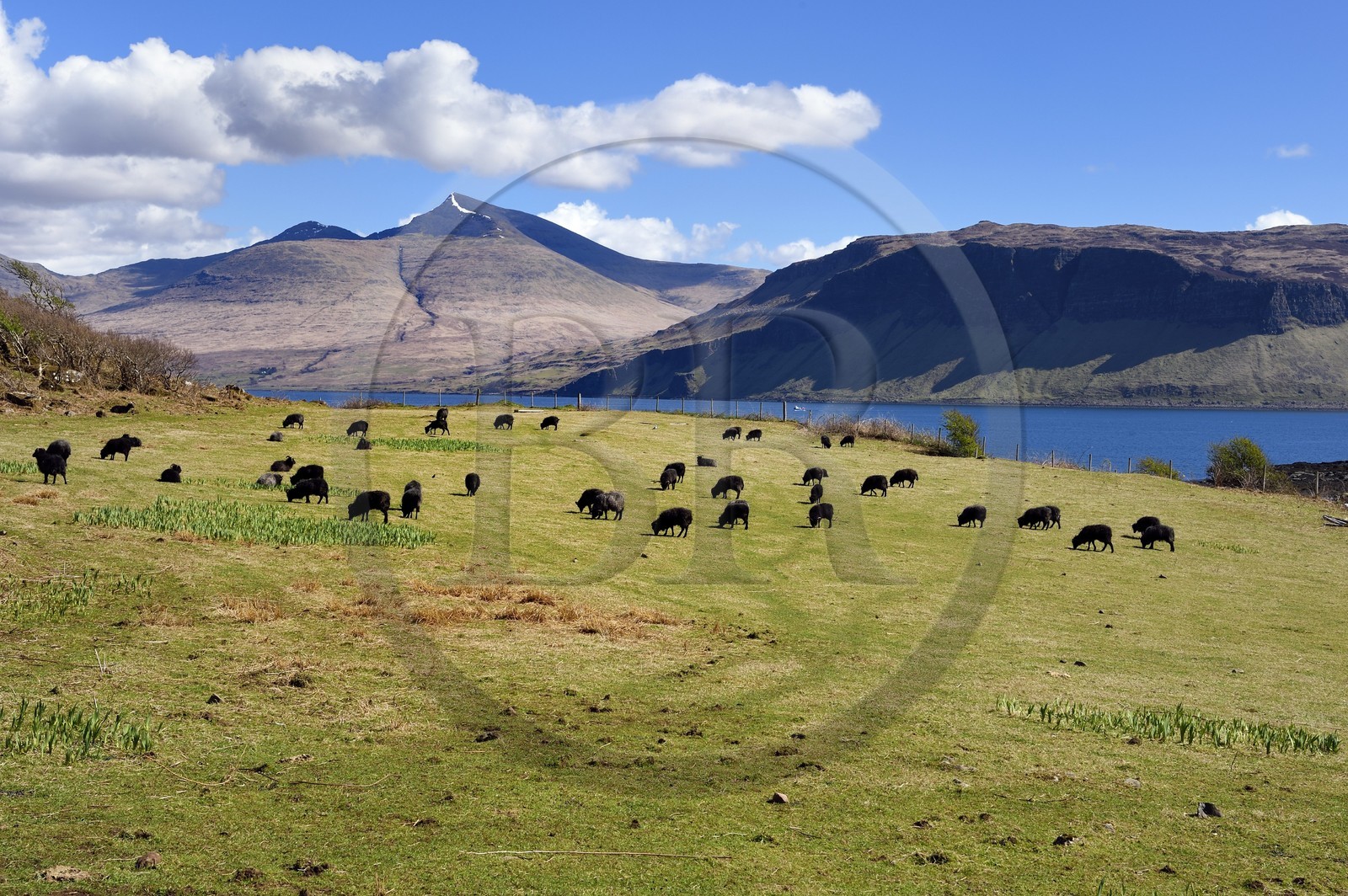 Royaume-Uni, Ecosse, Highland, Hébrides intérieures, Ile d'Ulva proche de la cote ouest de l'Ile de Mull (en arrière plan), troupeau de Hebrideans, moutons noirs d'Ecosse