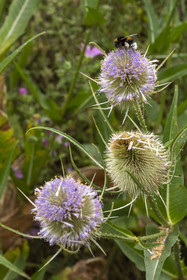 France, Alpes-Maritimes, Mouans-Sartoux, Gardens of the International Museum of Perfumery (Musée International de la Parfumerie - MIP), thistle