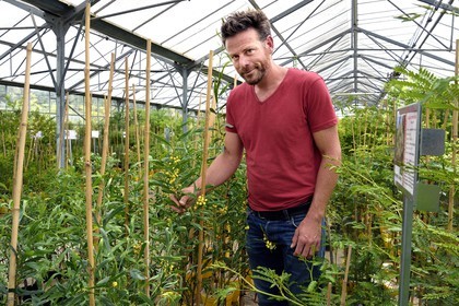 France, Var, Bormes les Mimosas, the nurseryman Julien Cavatore, specialist mimosa producer