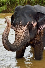 Sri Lanka, Central Province, Matale District, Sigiriya, bath of an elephant