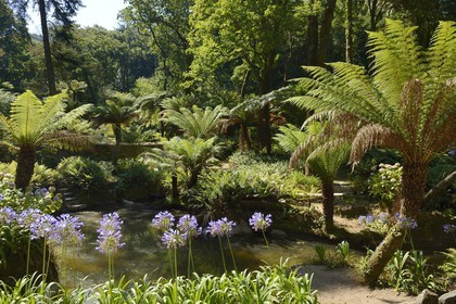 Portugal, région de Lisbonne, Sintra, classée Patrimoine Mondial de l'UNESCO, parc du Palais national de Pena (Palacio Nacional da Pena), fougères arborescentes