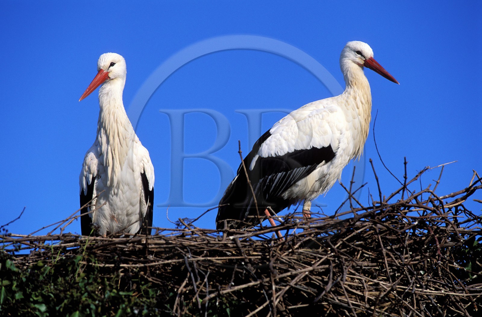 France, Haut-Rhin (68), Hunawihr, couple de cigogne dans leur nid au centre de réintroduction des cigognes en Alsace