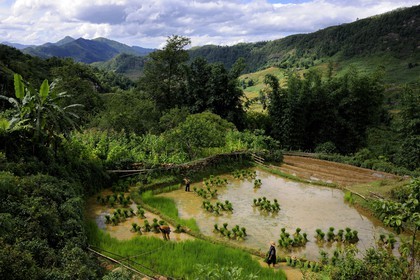 Vietnam, province de Lao Cai, région de Sapa, , culture de rizières en terrasses, paysans de la minorité Hmong Noir effectuant le repiquage du riz