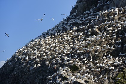 France, Côtes-d'Armor (22), Perros-Guirec, archipel et réserve ornithologique de Sept-Iles, Ile Rouzic, colonie de fous de Bassan (Morus bassanus), unique point de nidification en France pour plus de 20000 couples