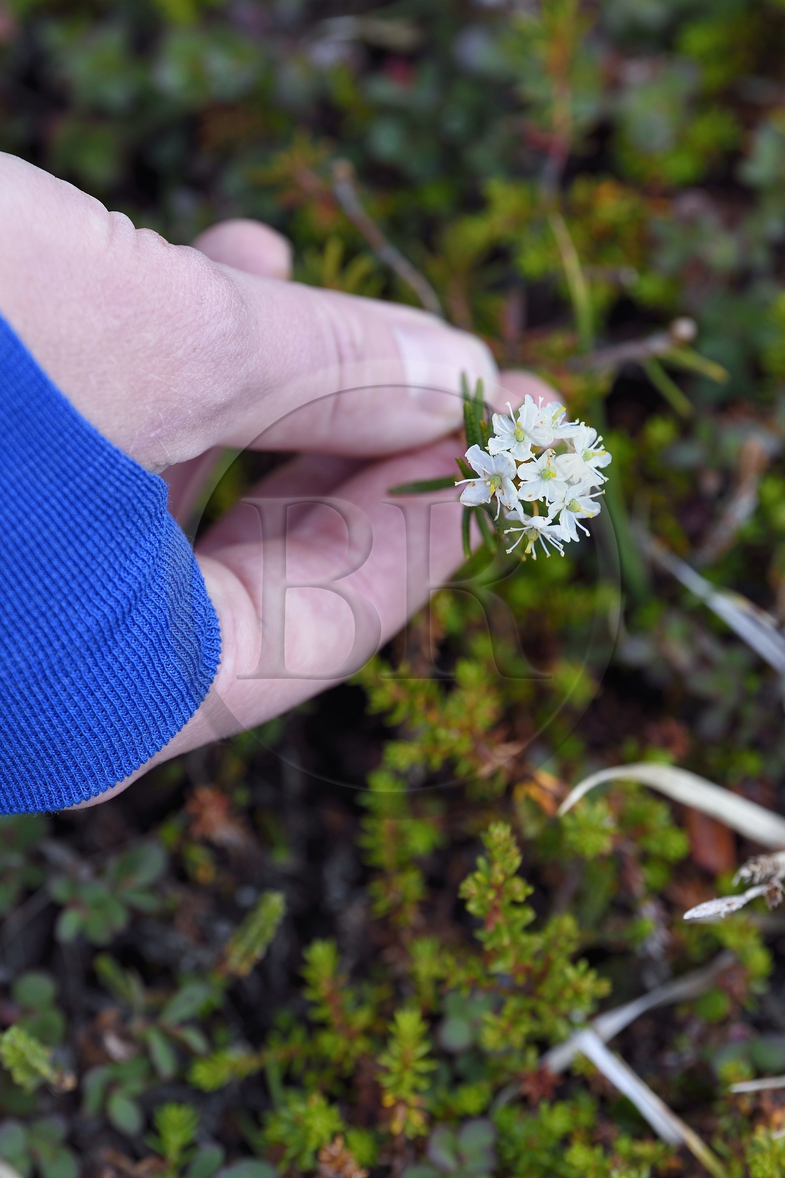 Groenland, cote ouest, Ile de Disko, Qeqertarsuaq, thé du Labrador (Rhododendron groenlandicum)