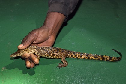 Gabon, province de Ogooué- Maritime, Parc National du Loango, observation de nuit d'un jeune crocodile dans la Lagune Iguéla