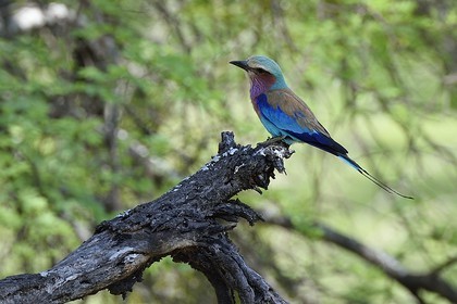 Zimbabwe, province des Midlands, Gweru, Antelope Park, Rollier (Coracias caudatus)