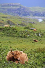Royaume-Uni, Ecosse, Highland, Hébrides intérieures, Ile de Mull, vache de race Highland
