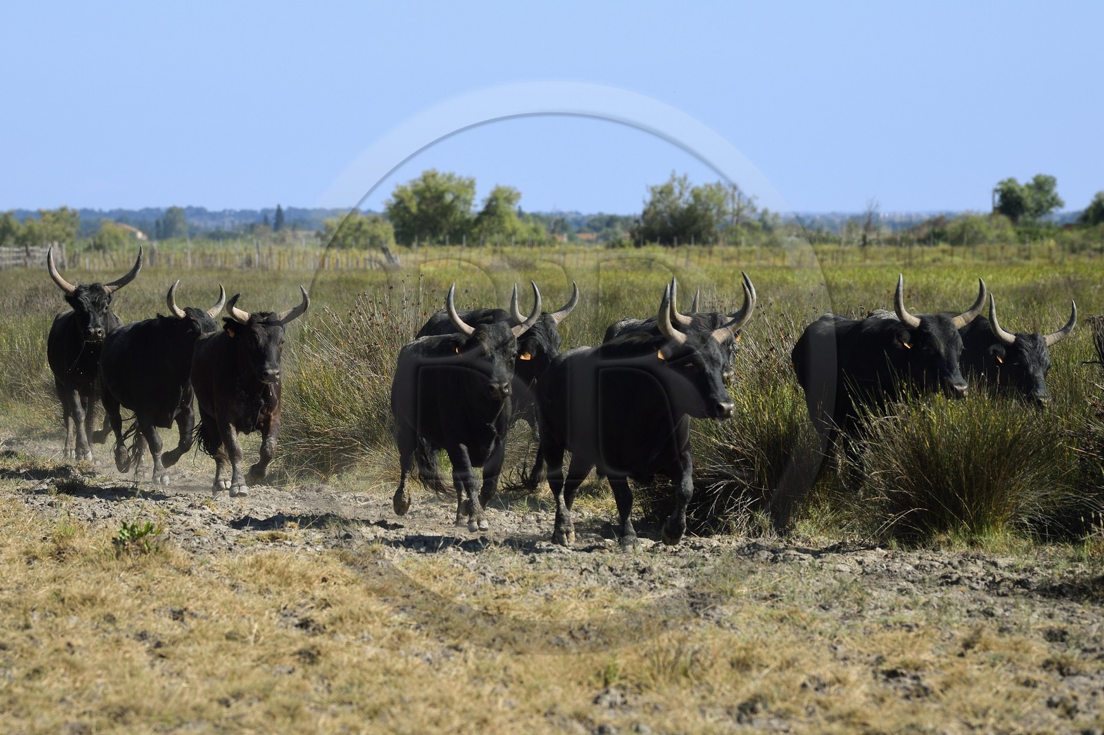 France, Bouches-du-Rhône (13), Parc naturel régional de Camargue, manade Jacques Mailhan, taureaux camarguais appellés Raço di Biou