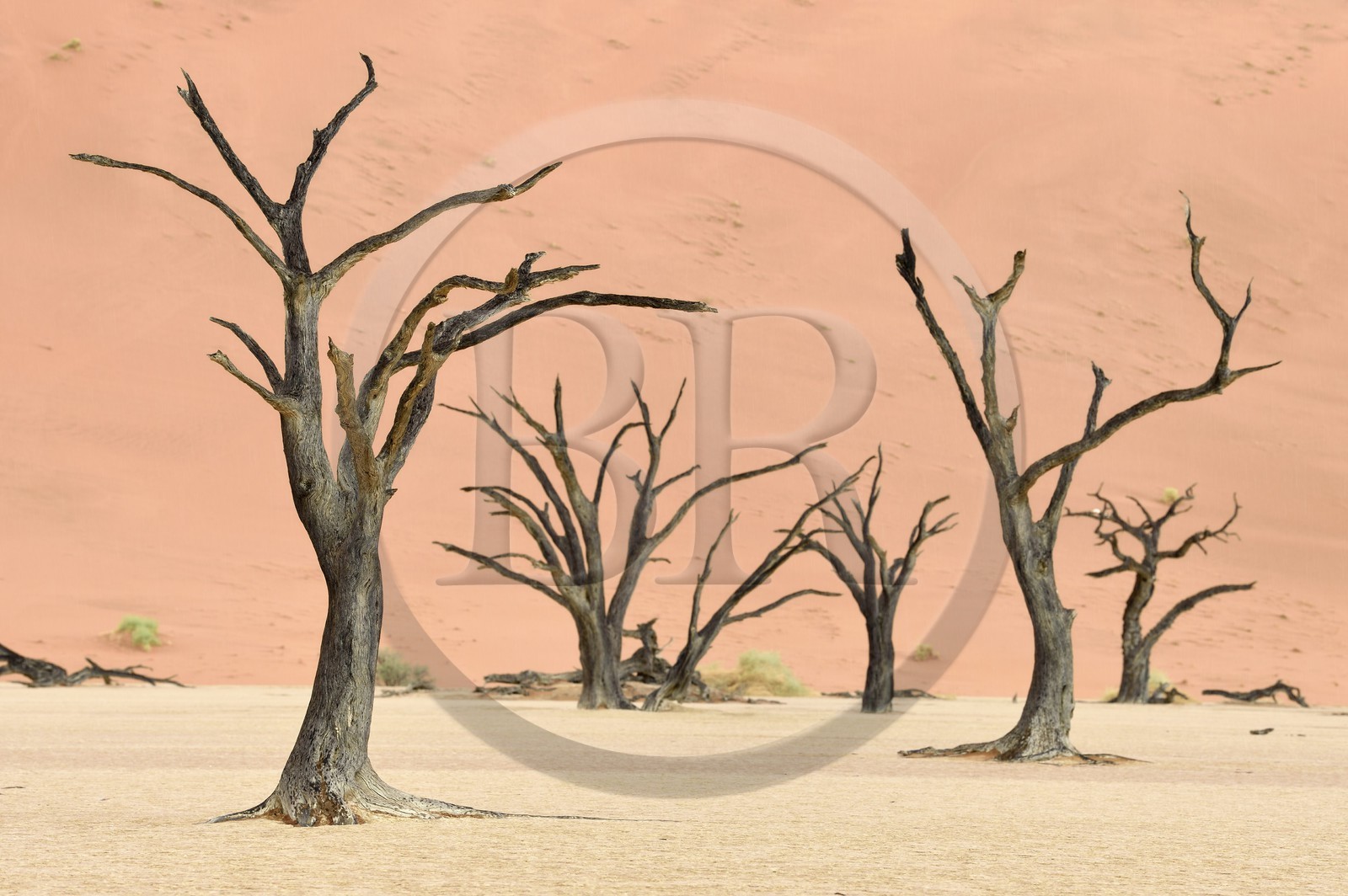 Namibie, région d'Hardap, désert du Namib, parc national du Namib-Naukluft, Erg du Namib classé Patrimoine Mondial de l'UNESCO, dunes de Sossusvlei, Dead Vlei, arbres morts de Camelthorn Acacia (Acacia erioloba)