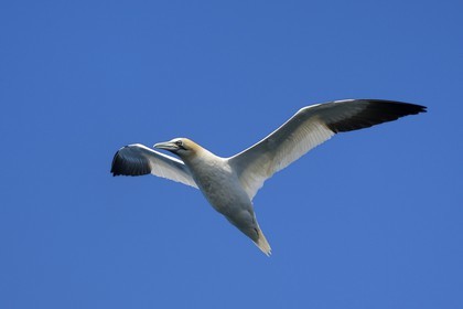 France, Cotes-d'Armor, Perros-Guirec, Sept-Iles Archipelago and bird sanctuary, Rouzic island, northern gannet (Morus bassanus)