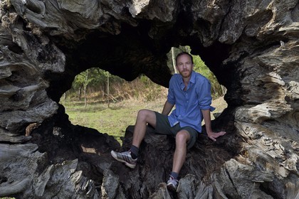 France, Var (83), Massif des Maures, Collobrières, plateau Lambert, souche calcinée du châtaignier de Madame de Sévigné, Vincent Noyoux