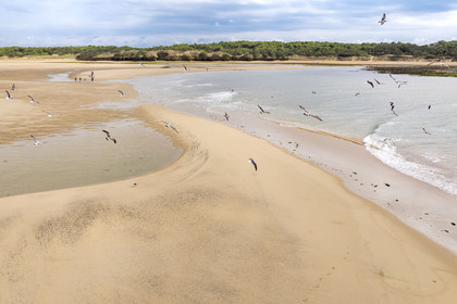 France, Vendée (85), Talmont Saint Hilaire, la Pointe du Payré, walkers and seagulls on the Veillon beach and estuary of the Payré river (aerial view)