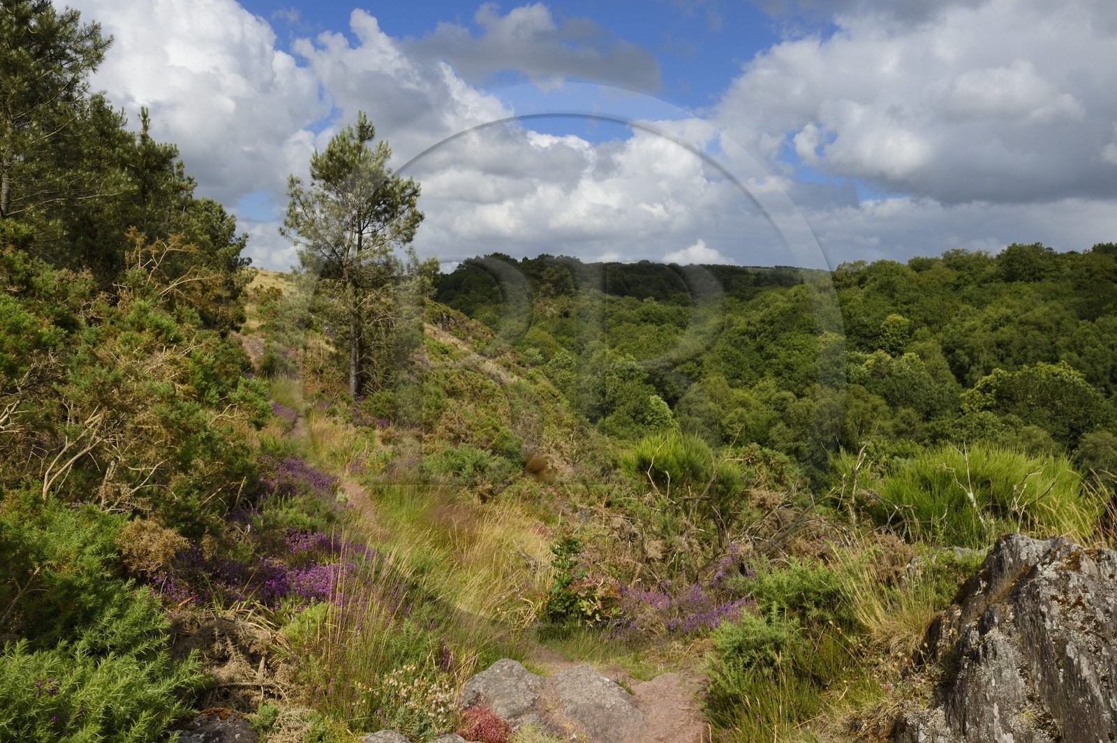 France, Morbihan (56), forêt de Brocéliande, Tréhorenteuc, la lande du Val sans retour