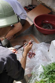 Vietnam, Hanoï, quartier Le Duan dans la vieille ville, découpe de lézards vivants