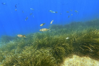 France, Var, Le Rayol Canadel sur Mer, Domaine du Rayol, Jardin des Mediterranees, Conservatoire du Littoral Estate compulsory mention, the marine path, Posidonia herbarium