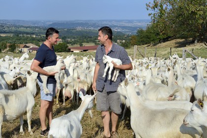France, Loire, Parc Naturel Regional du Pilat (Natural Regional Park of Pilat), Pelussin, production by the GAEC de la Cabriole from Rigotte de Condrieu AOC goat cheese, the herd of goats from Claude and Andre Boucher