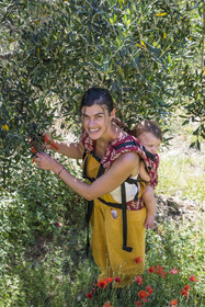 Italy, Liguria, Cinque Terre National Park listed as World Heritage by UNESCO, village of Monterosso al Mare, Farm the Brucaolivo, Costanza Lari entretien ses oliviers avec son bébé dans le dos