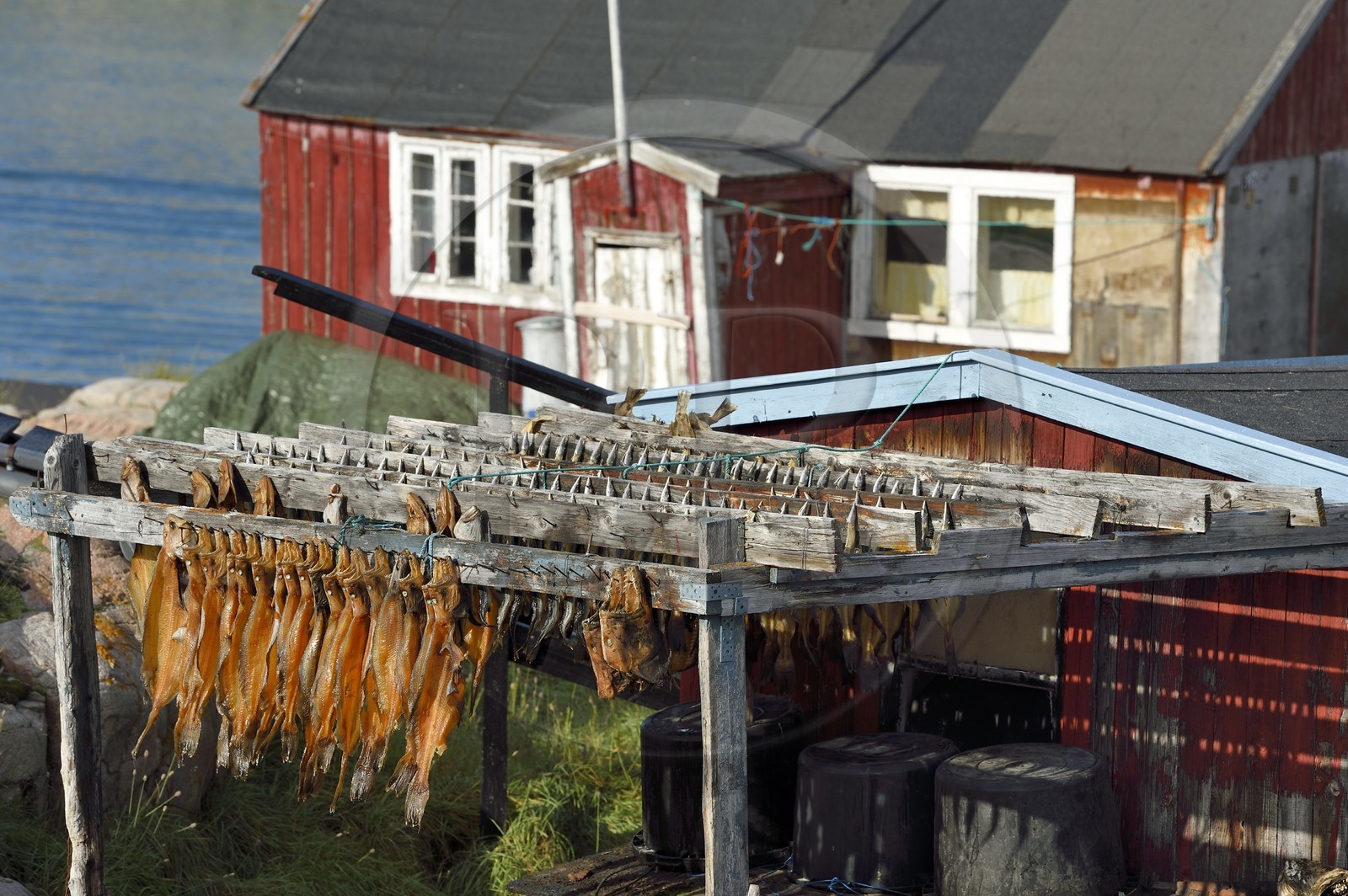 Groenland, cote ouest, baie de Disko, Ilulissat, séchoir à morues