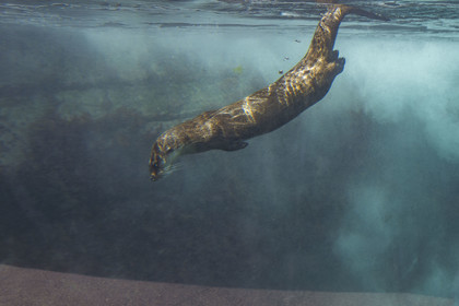 France, Finistère (29), Brest, Océanopolis, musée de la mer, loutre d'Europe (Lutra lutra)