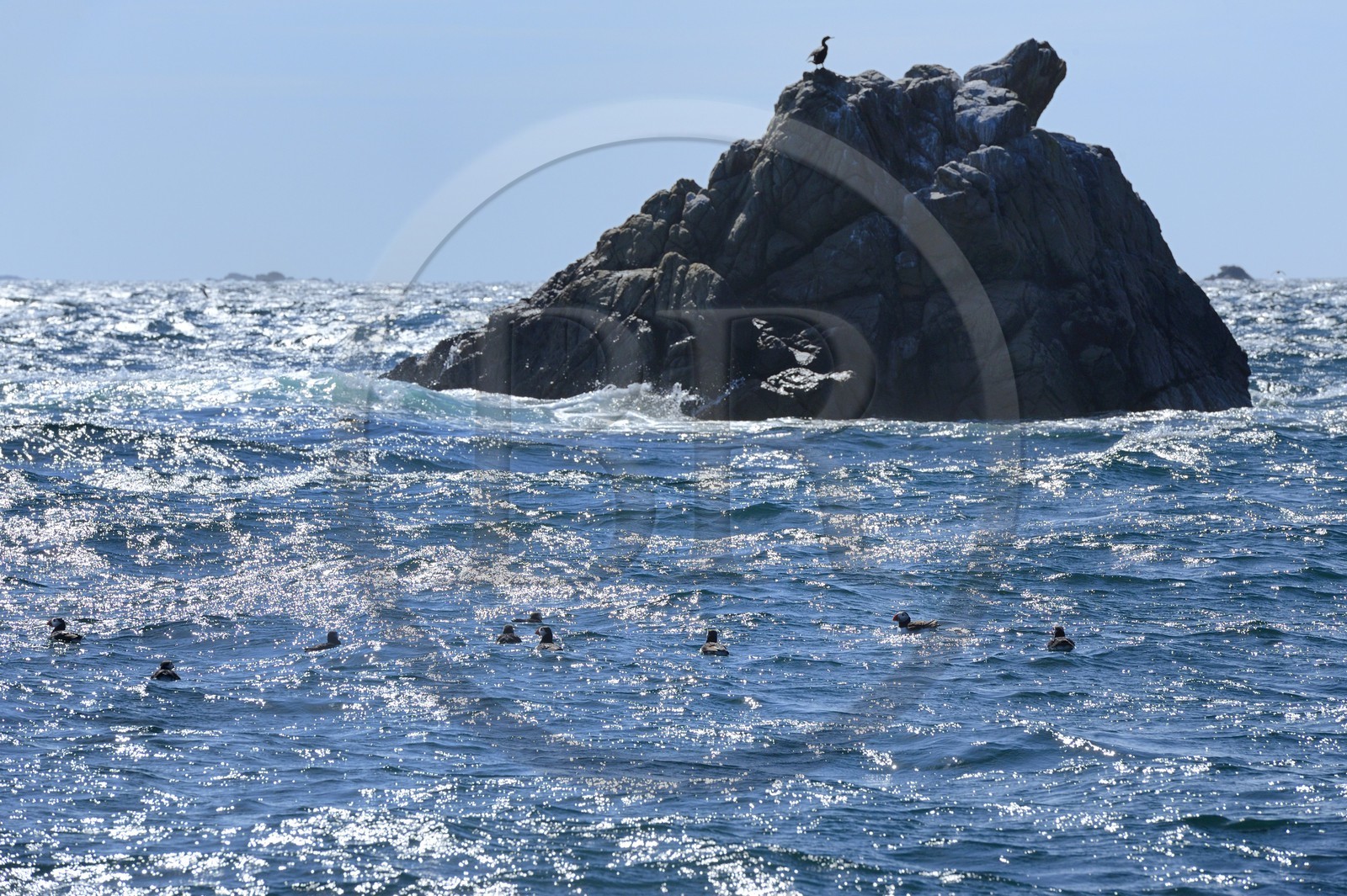 France, Côtes-d'Armor (22), Perros-Guirec, archipel et réserve ornithologique de Sept-Iles, Ile Rouzic, macareux moine (Fratercula arctica)