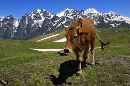 Georgia, Upper Svaneti (Zemo Svaneti), Mestia, cow by the Koruldi Lake on the foothills of Mount Ushba