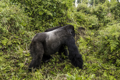 Rwanda, Province du Nord, Parc National des Volcans dans la chaine des Monts Virunga, mont Karisimbi, gorille des montagnes (Gorilla beringei beringei), dos argenté (silverback) nommé Impuzamahanga qui est le male dominant du groupe Susa