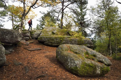 France, Haut-Rhin (68), Thannenkirch, randonnée dans le massif du Taennchel, au sommet du Rocher des Géants