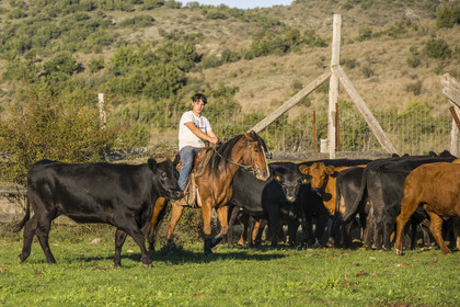 France, Herault, the Causses and the Cevennes, Mediterranean agro pastoral cultural landscape, listed as World Heritage by UNESCO, La Vacquerie et Saint Martin de Castries, the Mas de Cisco ranch, Julian and his brother Charlie Amposta practice herding the cows