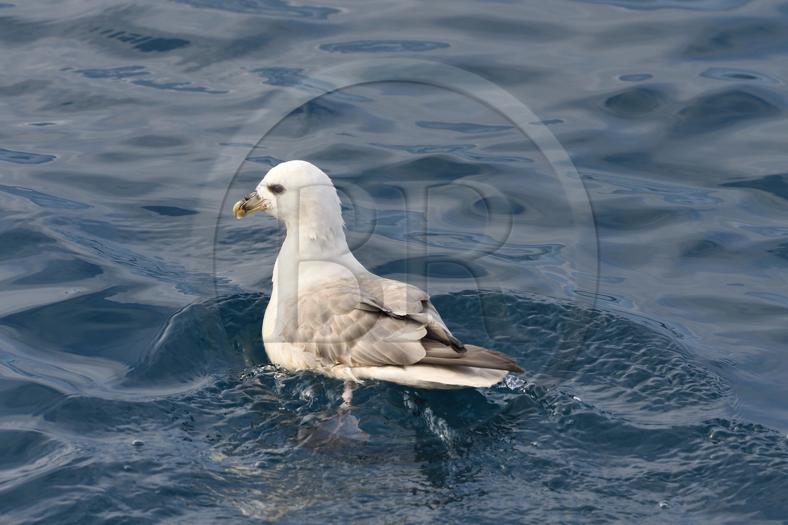 Groenland, cote ouest, baie de Disko, Ilulissat, Fulmar boréal (Fulmarus glacialis)
