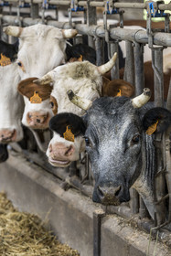 France, Vendée (85), Saint-Mesmin, ferme bio Epicoeur de la Rambaudière, troupeau de 70 vaches laitières élevées par Nicolas et Charlotte Audouin