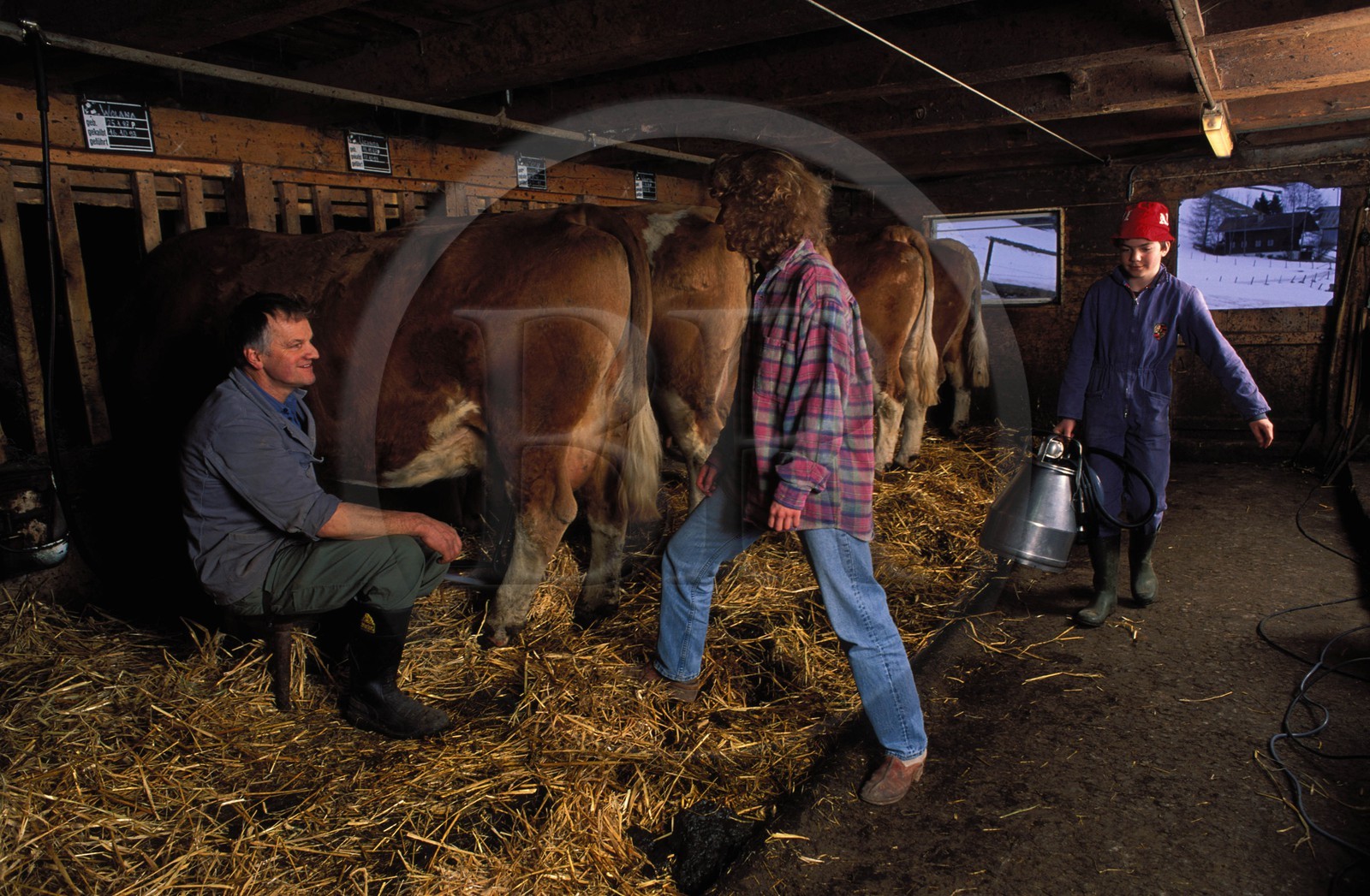Switzerland, region of Bern (Bernese Oberland), Saanenland, Gstaad, cow milking in Mrs Raaflaub's farm