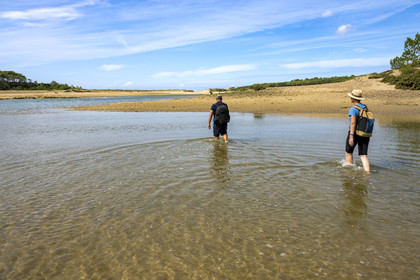 France, Vendée (85), Talmont Saint Hilaire, la Pointe du Payré, crossing of the mouth of the Payré river at low tide by hikers