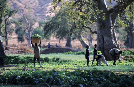 Mali, pays Dogon, falaise de Bandiagara classée Patrimoine Mondial de l'UNESCO, culture au bas de la falaise de Bandiagara au milieu des baobab