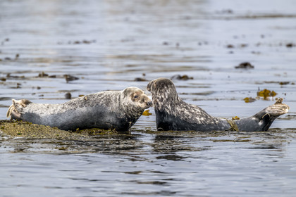France, Finistère, Penmarch, Étocs archipelago, gray seal (halichoerus grypus)