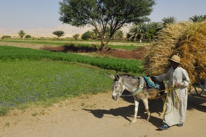 Egypte, désert libyque, oasis de Dakhla, travaux des champs