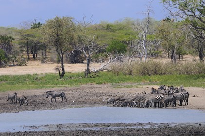 Tanzania, Selous Game Reserve is one of the largest fauna reserves of the world and designated a UNESCO World Heritage Site in 1982, zebra (Equus burchelli) on the Rufiji river