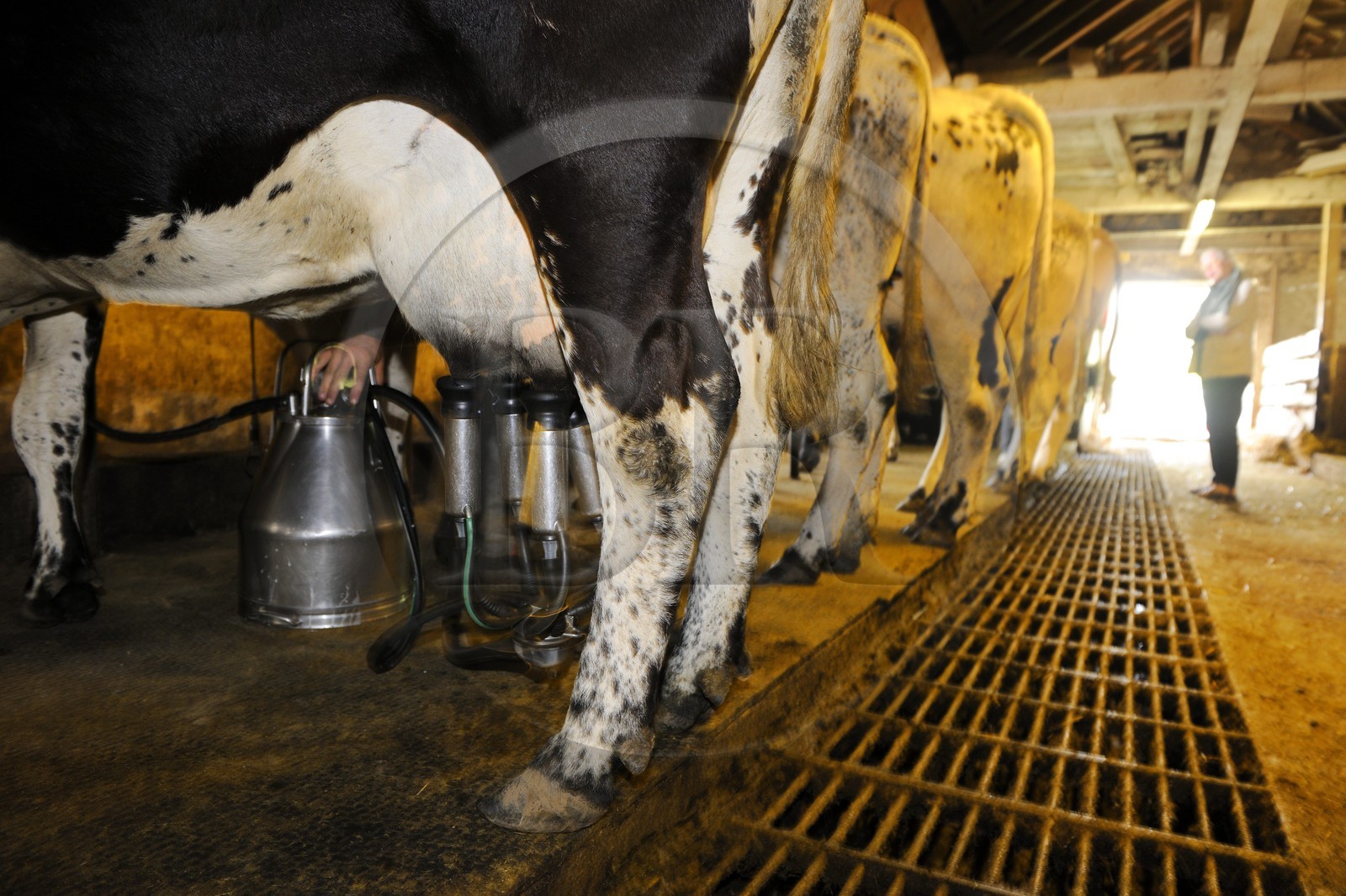 France, Haut-Rhin (68), la route des Crêtes vers Metzeral, ferme marcaire de Steinwasen, la traite des vaches