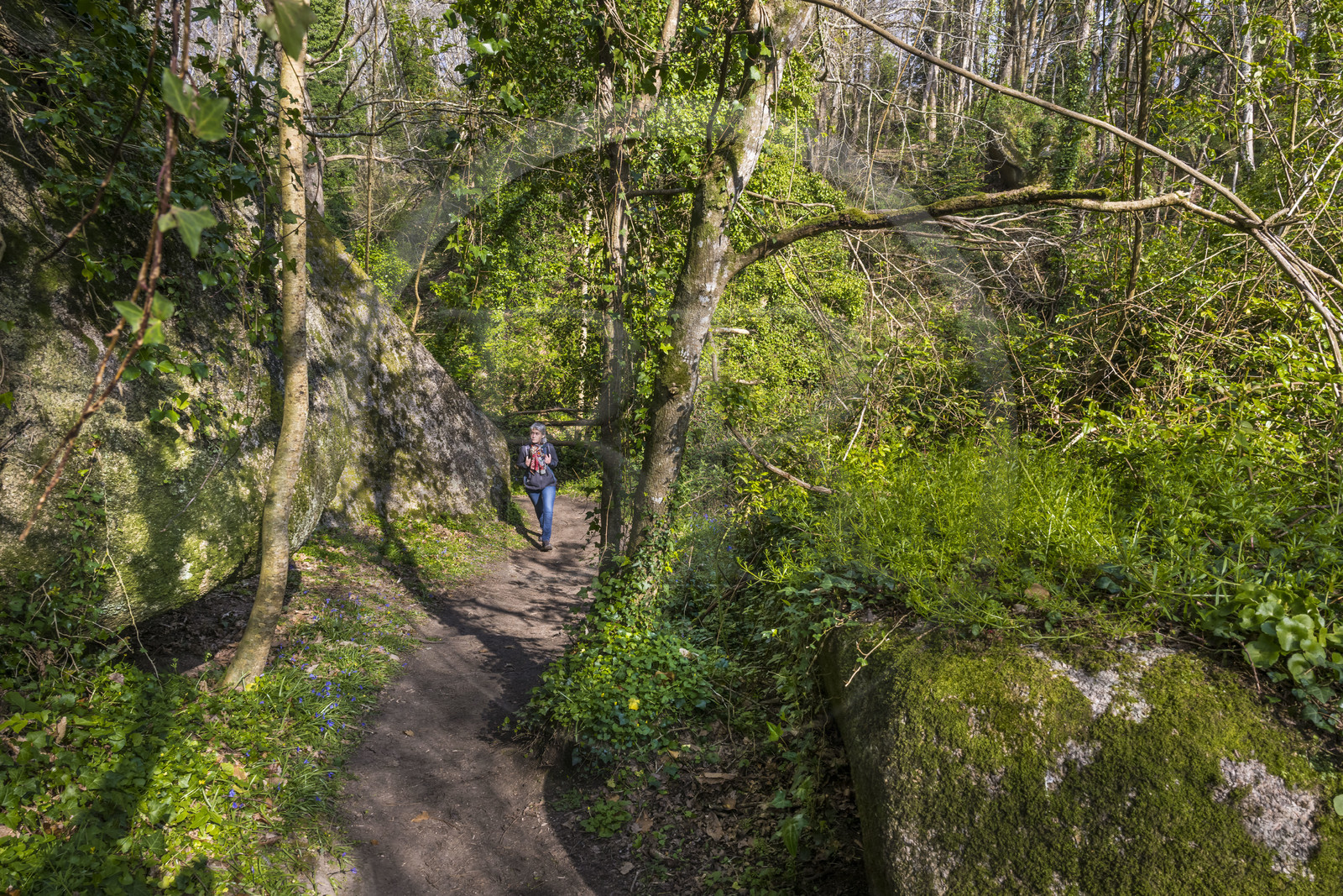 France, Côtes-d'Armor (22), Côte de Granit Rose, Trégastel, vallée des Grands Traouiero, sentier de randonnée évoluant dans le chaos de gros rochers granitiques